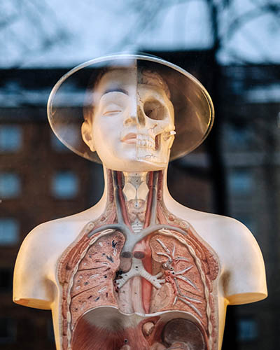 Medical doll with an open chest showing the lungs